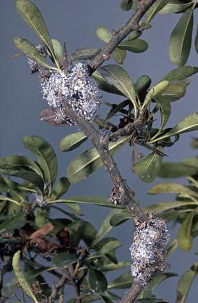 Woolly aphid