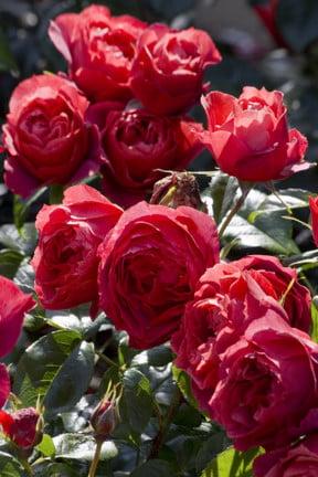 Rose problems: frequently asked questions