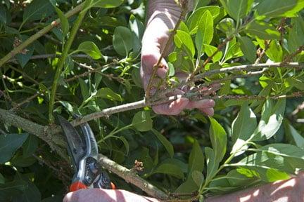 Pruning forsythia