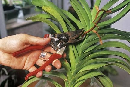 A little general maintenance, such as removing dead flower stalks, helps ensure plants are in good condition for when you return from holiday. Credit: RHS/Tim Sandall.