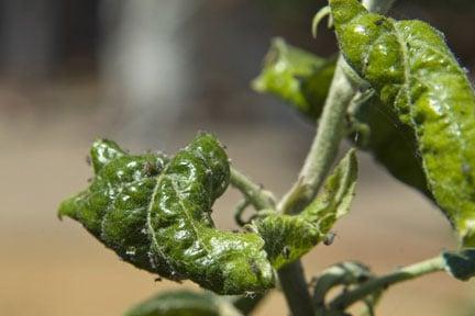 Aphid damage on fruit tree shoot