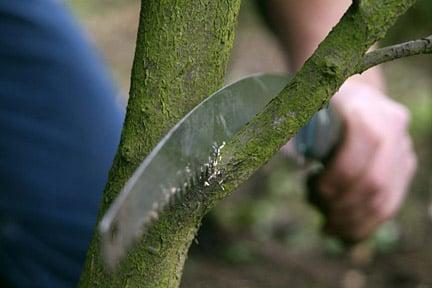 Removing a branch with a pruning saw