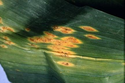 Leek rust