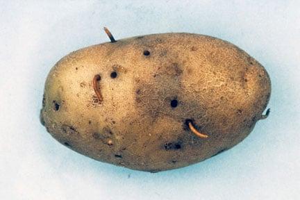 Wireworms in potatoes  but note that slugs can cause similar damage