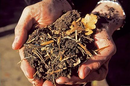 Leafmould. Credit:Tim Sandall/RHS The Garden.