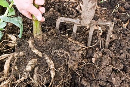 Lifting dahlias tubers. Image: ©www.gardenworldimages.com