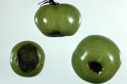 Blossom end rot of tomato fruit. Credit:RHS/Pathology.