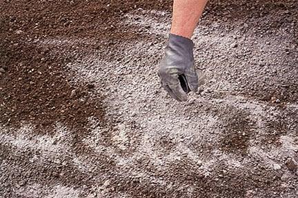 Applying lime to the soil.