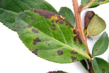 Escallonia leaf spot