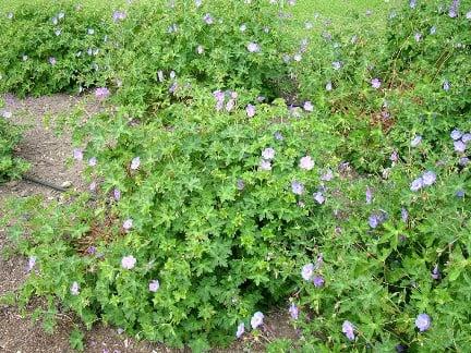 Geranium Rozanne