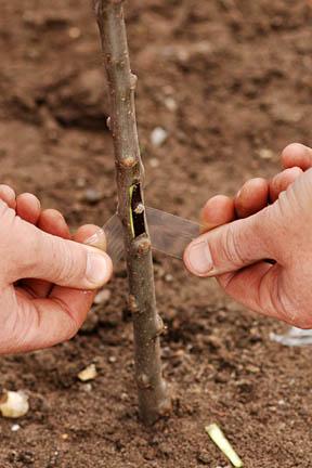 Close up of chip budding (grafting) a Malus domestica 'May Queen' (apple) at RHS garden Wisley