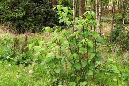 Japanese knotweed