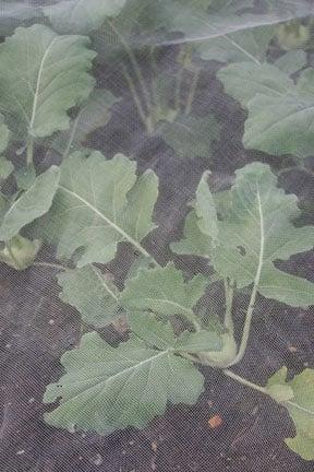 Insect-proof mesh over brassicas