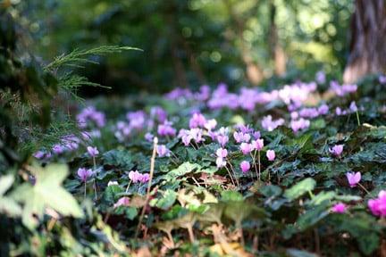 Cyclamen growing under the shade of a tree. Image: RHS