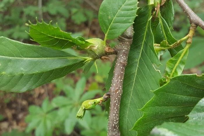 Gall of the oriental chestnut gall wasp (<EM>Dryocosmus kuriphilus</EM>) on sweet chestnut (<EM>Castanea sativa</EM>)