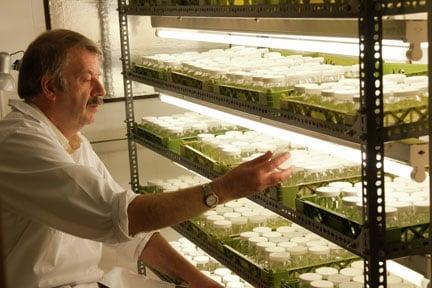 Viv Marsh, nursery owner, checking stock of Alstroemeria raised by micropropagation