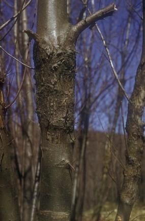 Blight symptoms on sweet chestnut