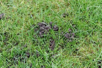 Worm casts on lawn