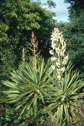 <EM>Yucca gloriosa</EM> 'Variegata'