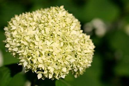 Hydrangea arborescens ‘Annabelle’ ©RHS/Advisory