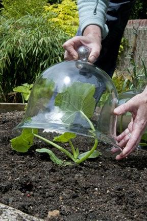 Glass bell cloche