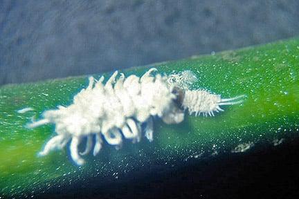 Mealybug ladybird (<EM>Cryptolaemus montrouzieri</EM>) on the right with its prey, a mealybug, on the left. 