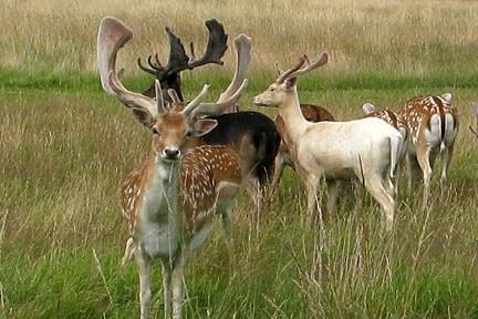 Fallow deer. Image: RHS, Horticultural Science