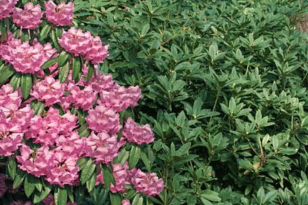 A non-flowering rhododendron next to its blooming neighbour. Credit: RHS Advisory.