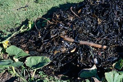 Seaweed makes a good mulch for the vegetable garden. Image: ©www.gardenworldimages.com