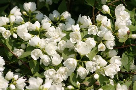 Philadelphus 'Manteau d'Hermine'