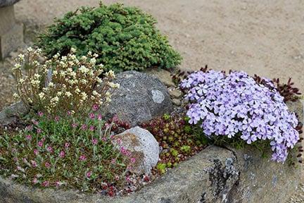 Stone trough planted with <EM>Phlox</EM>, <EM>Jovibarba hirta neilreichii</EM>, <EM>Larix kaempferi</EM> 'Little Blue Star', <EM>Saxifraga paniculata minutifolia</EM> and <EM>Antennaria dioica</EM>