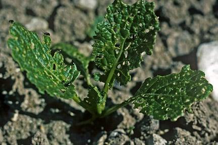 Flea beetle (<i>Phyllotreta</i> sp.) on Turnip (<i>Brassica</i> sp.). Credit: RHS/Entomology.