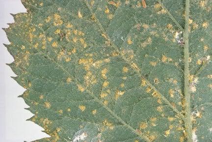 Rust diseases