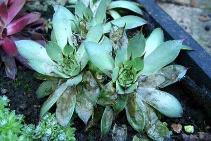 Damage caused by sempervivum leaf miner. Image: RHS