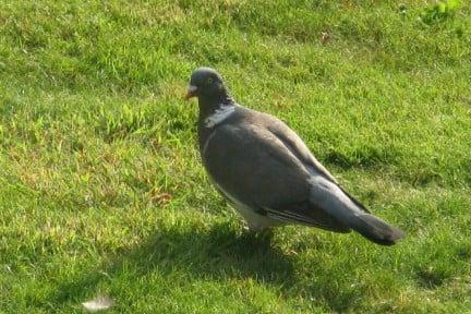 Wood pigeon on lawn