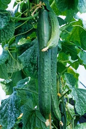 Growing vegetables in your greenhouse