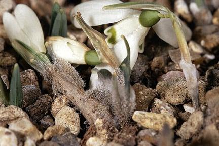 Grey mould on snowdrops. Image: RHS, Horticultural Science