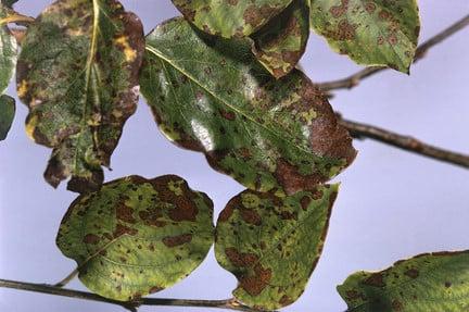 Quince leaf blight