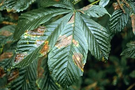 Horse chestnut leaf blotch