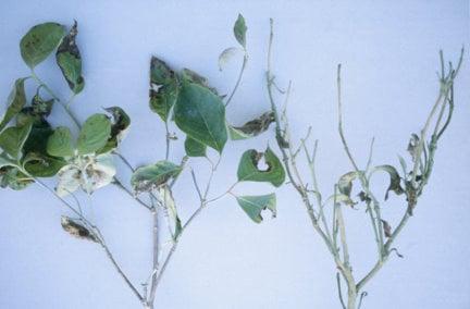 Cornus anthracnose