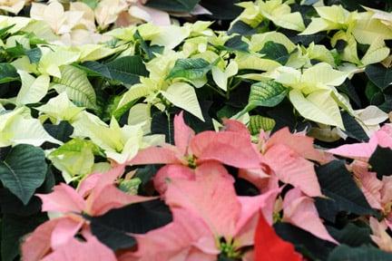 Christmas-flowering houseplants