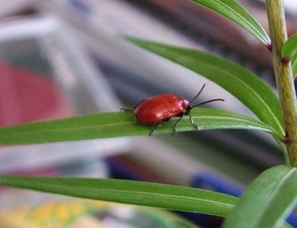 Red lily beetle