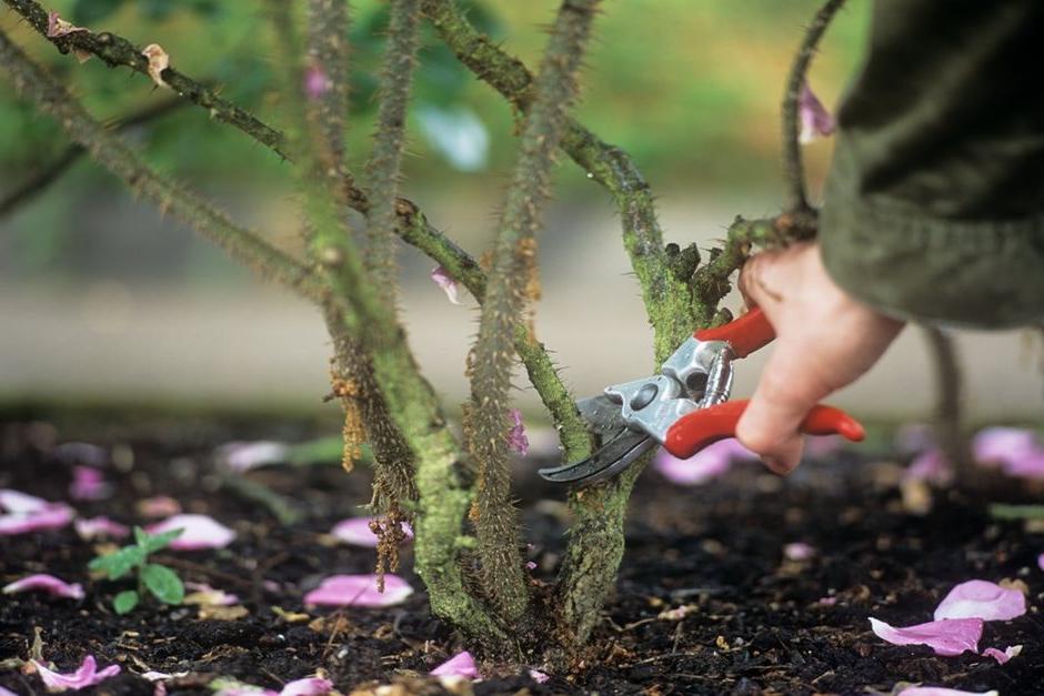 &ldquo;It provided a sense of achievement by completing tasks at the allotment and a sense of belonging by being given the opportunity to be part of the RHS Wisley team for a day.&rdquo;