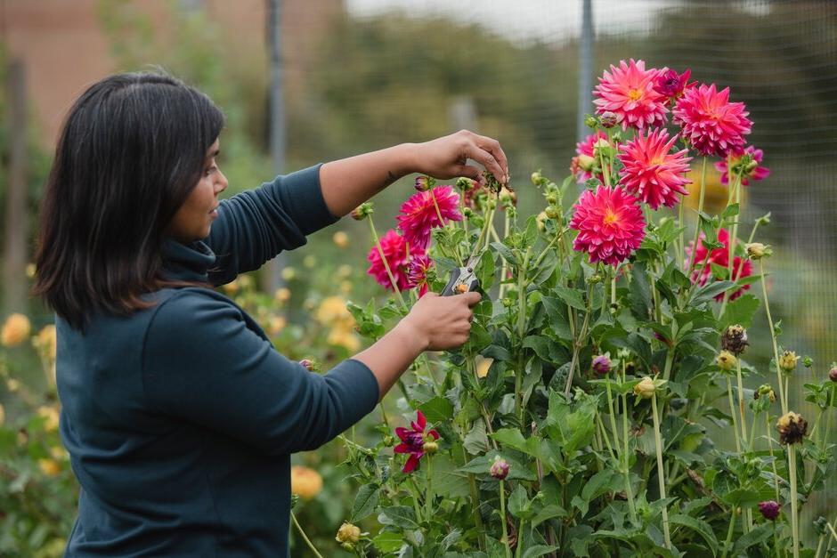 Deadheading dahlias keeps them flowering for longer