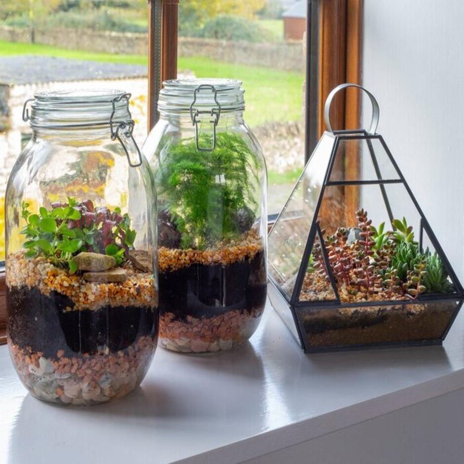 Large lidded jars make ideal terrariums for small tropical plants