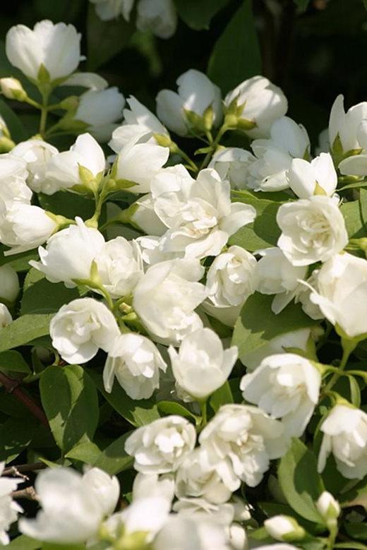 Philadelphus 'Manteau d'Hermine'e