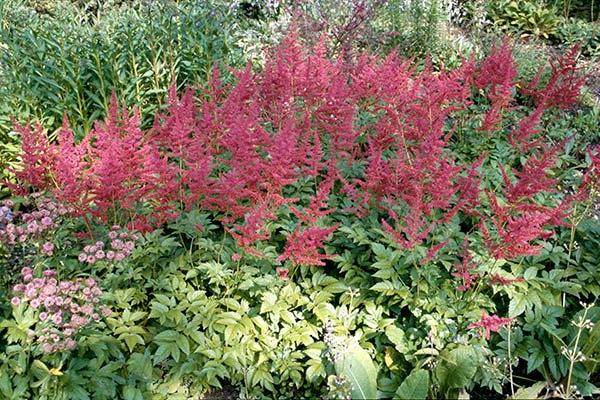 Discover astilbe