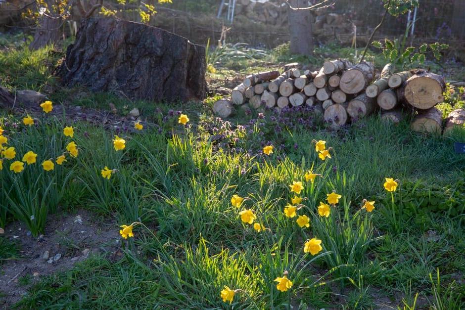 After felling or pruning trees, use the logs to create habitats and shelters for wildlife 