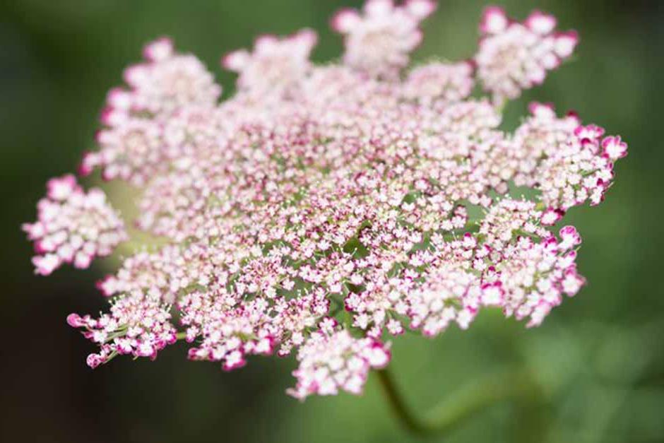 Key plants in the garden