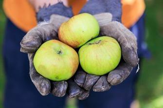 Harvested apples